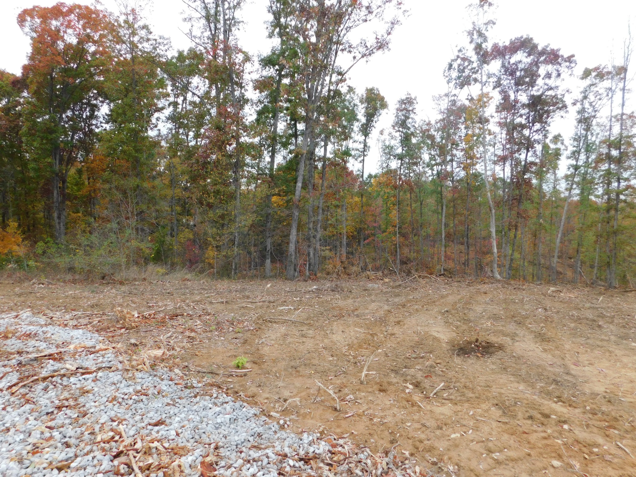 0 Ridge Road Waverly, TN 37185 - Photo 5 of 11 a view of a forest with trees in the background