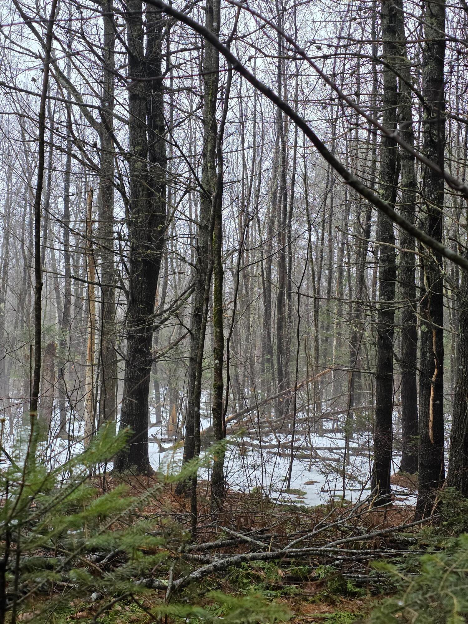 0 Harriman Road Swanville, ME 04915 - Photo 1 of 9 1000028495