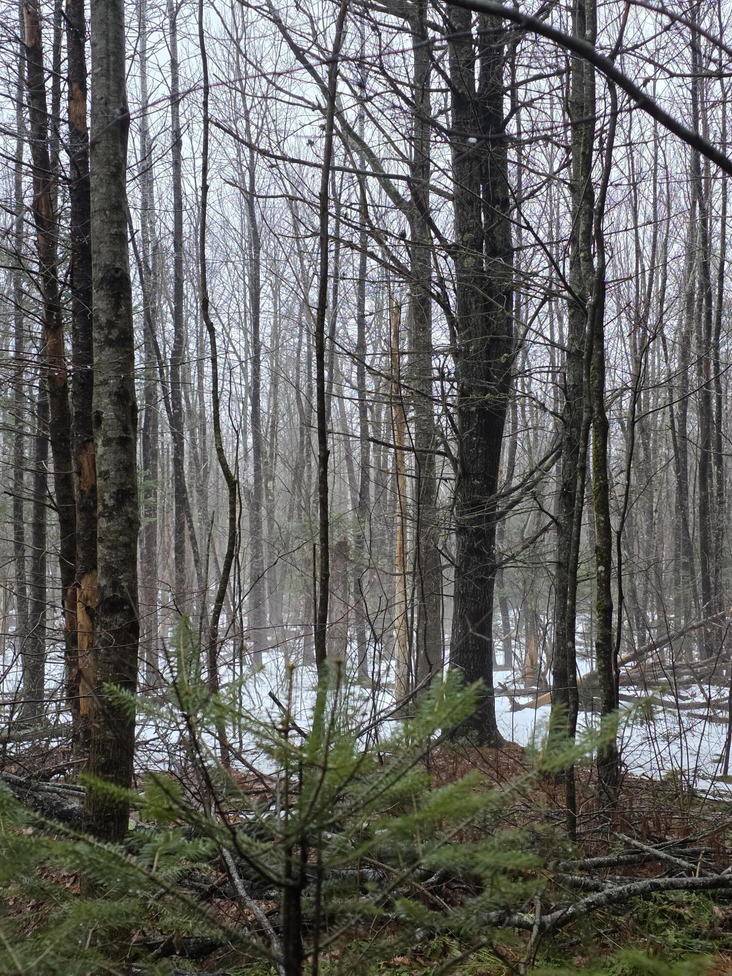 0 Harriman Road Swanville, ME 04915 - Photo 2 of 9 1000028494