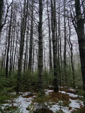 $59,900 | 0 Harriman Road, Swanville, ME 04915