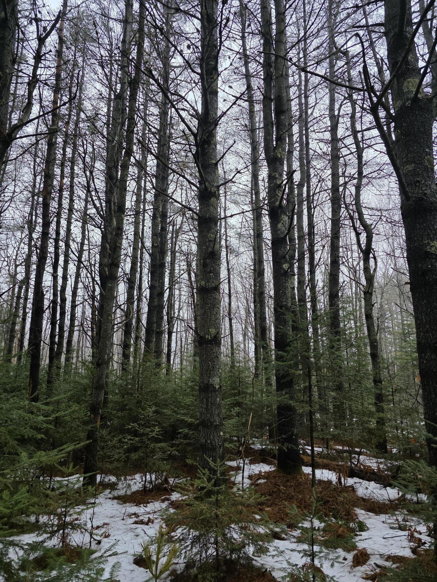 0 Harriman Road Swanville, ME 04915 - Photo 3 of 9 1000028491