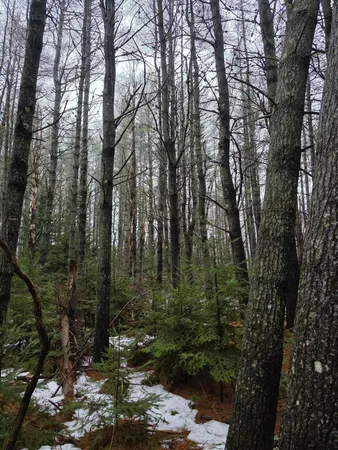 $59,900 | 0 Harriman Road, Swanville, ME 04915