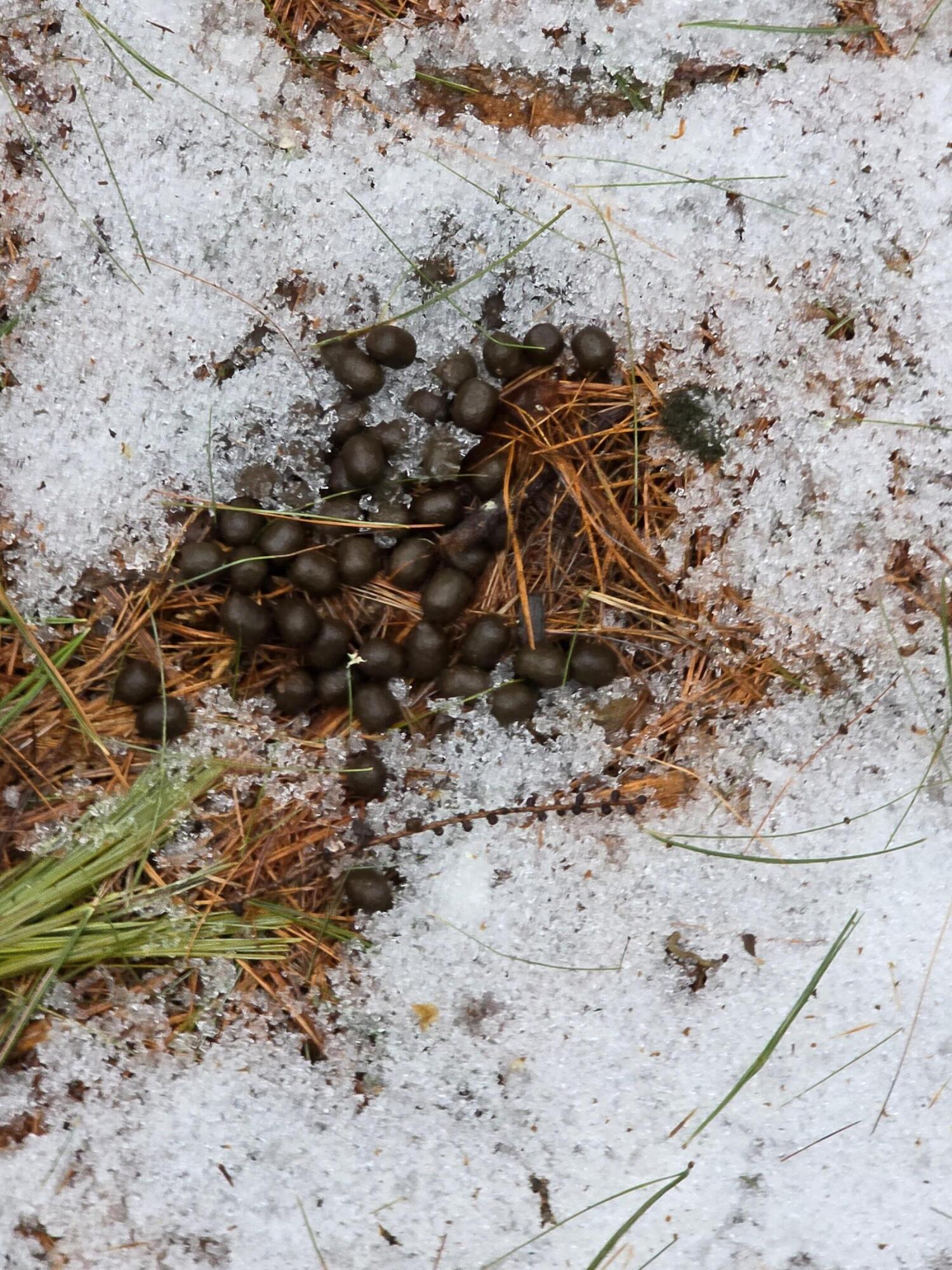 0 Harriman Road Swanville, ME 04915 - Photo 5 of 9 1000028493