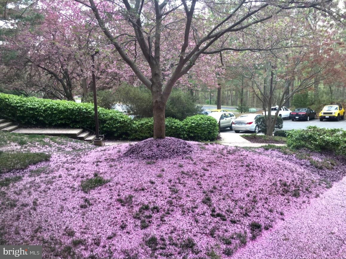 11256 Chestnut Grove Square, Unit 11256142 Reston, VA 20190 - Photo 27 of 31 Springtime!