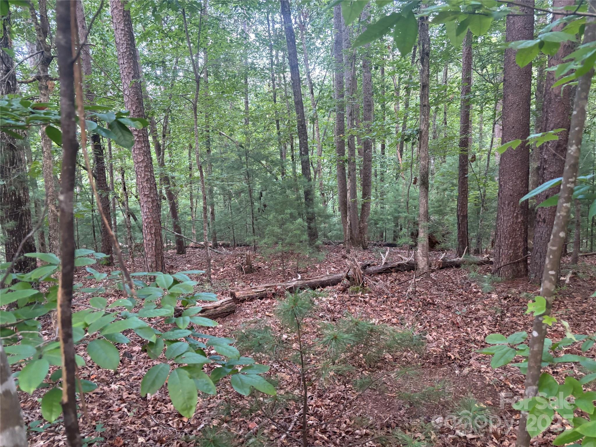 11-12 South Pointe Rd Mill Spring Mill Spring, NC 28756 - Photo 5 of 11 a view of forest