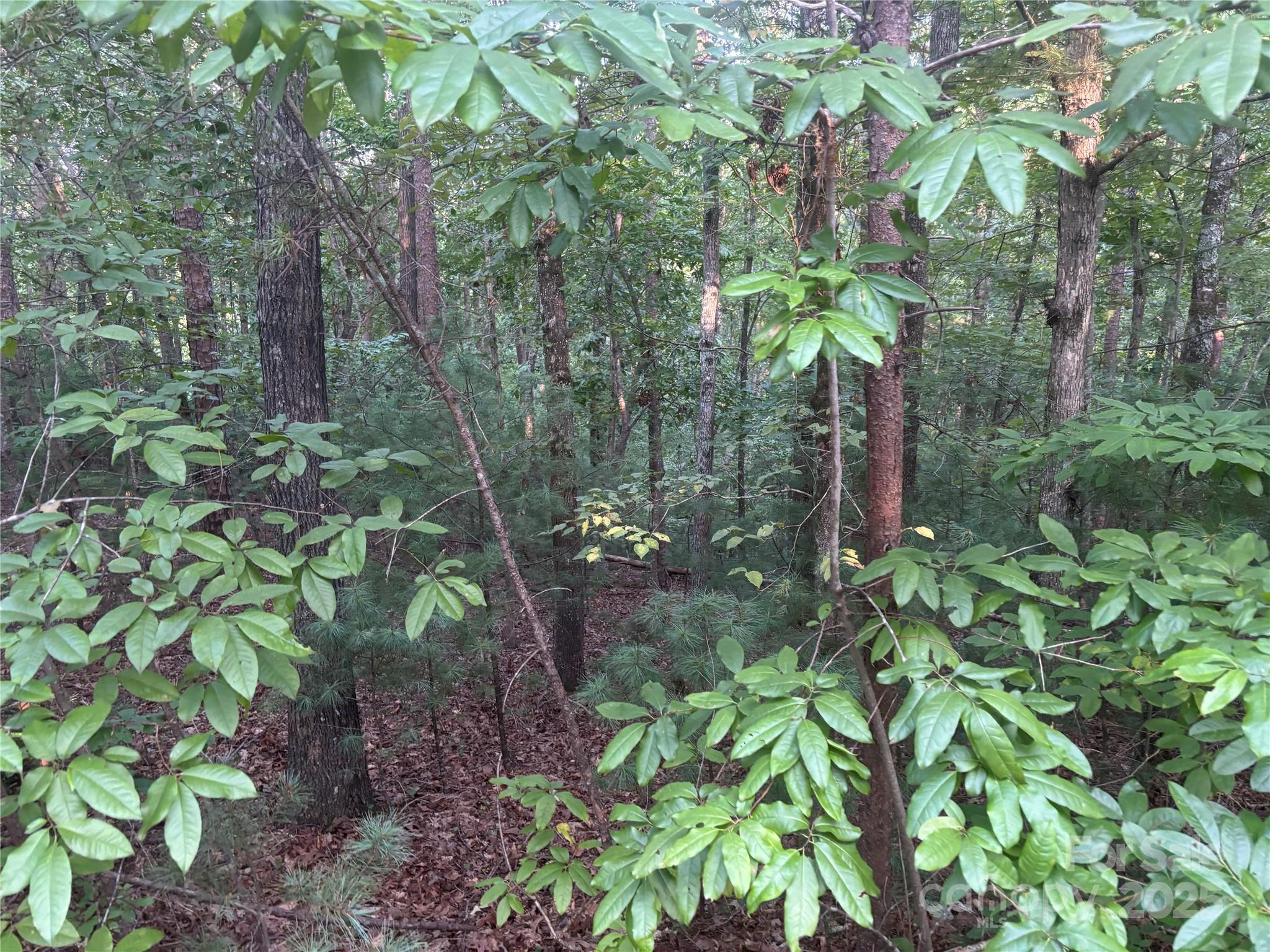 11-12 South Pointe Rd Mill Spring Mill Spring, NC 28756 - Photo 6 of 11 a backyard of a house with lots of green space