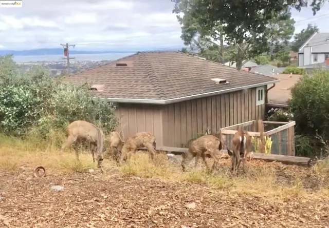 $1,150,000 | 2679 Tamalpais Avenue, El Cerrito, CA 94530