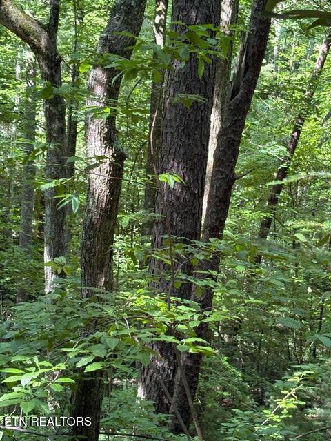 Lot 4 Old Furnace Road Tellico Plains, TN 37385 - Photo 8 of 13 8