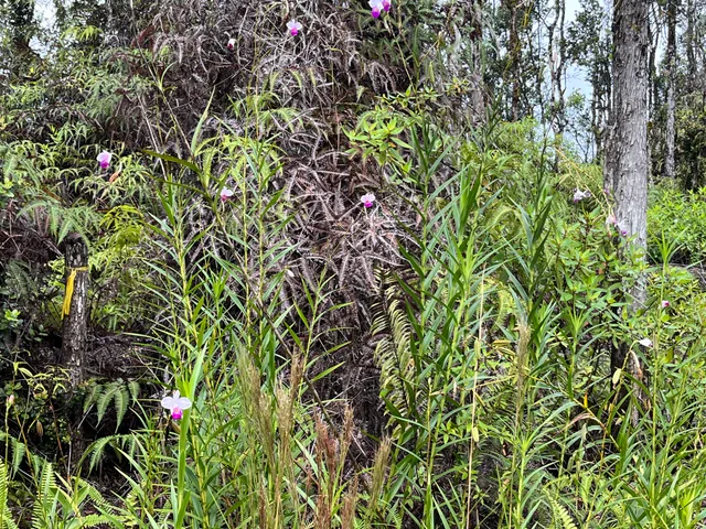 $33,000 | 122 Lahaina Road, Pahoa, HI 96778