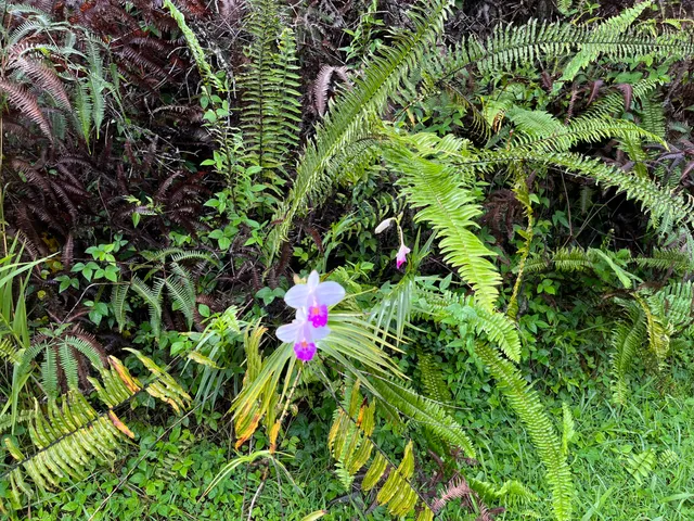 $33,000 | 122 Lahaina Road, Pahoa, HI 96778