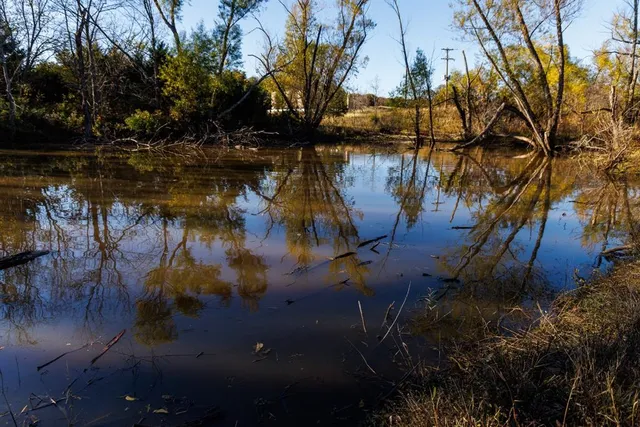 a view of a yard with a tree