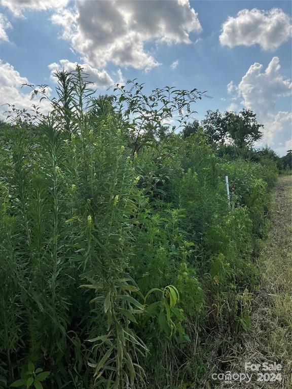 0 Ledbetter-Ford Road Oakboro, NC 28129 - Photo 4 of 7 a view of a bunch of trees in a yard