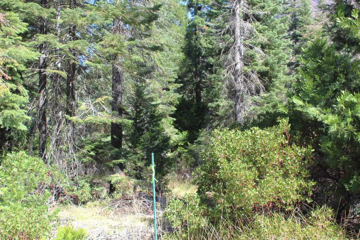 Lot 41 Skyview Road Mount Shasta, CA 96067 - Photo 12 of 14 Gallery Image 12