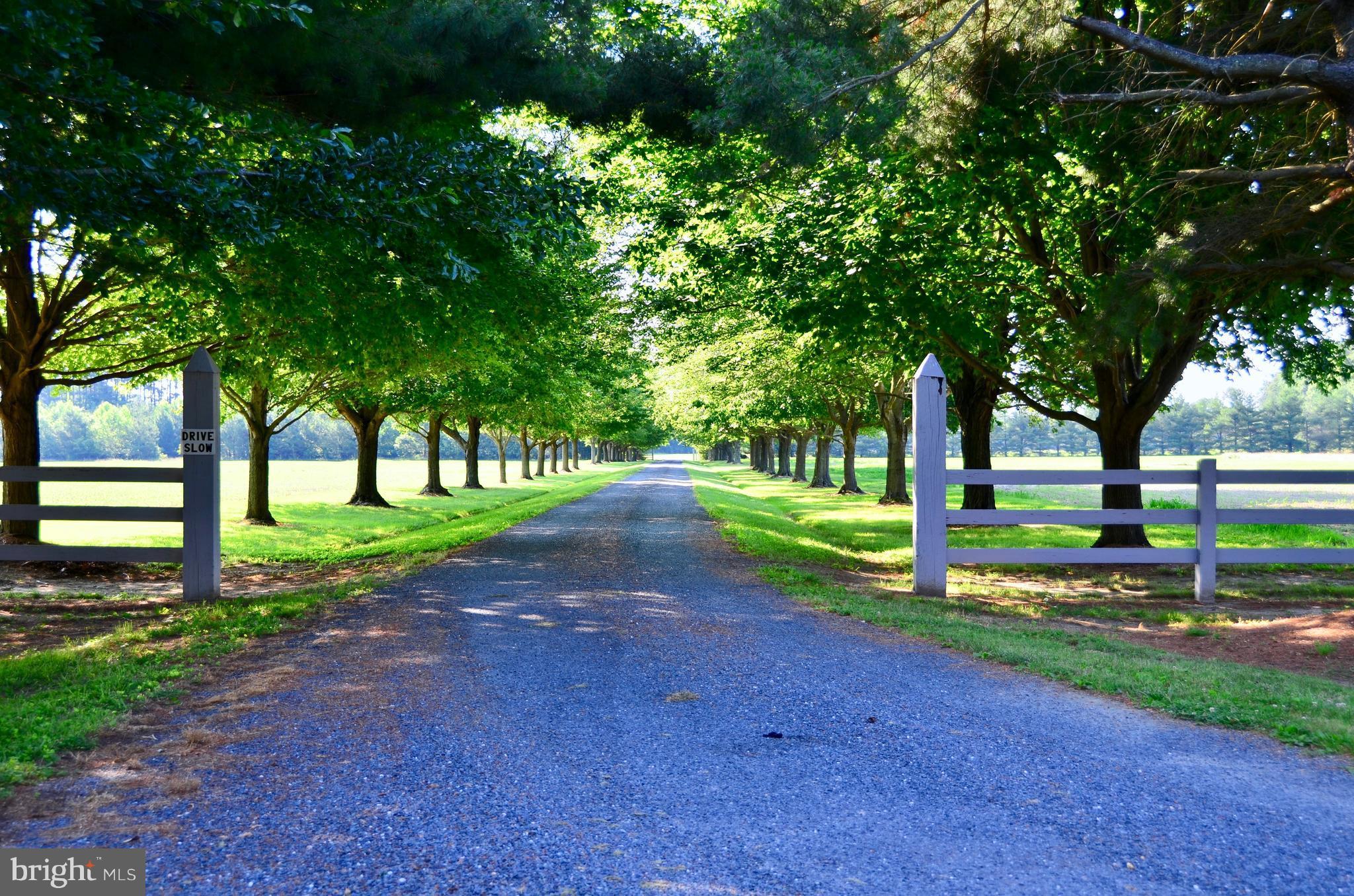 5268 Quaker Neck Road Chestertown, MD 21620 - Photo 3 of 30 Tree-lined lane approaching the property