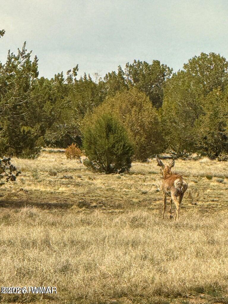 0 West Mile High Road Ash Fork, AZ 86320 - Photo 21 of 22 a view of a yard