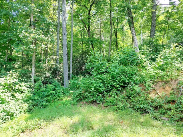 a view of a lush green forest