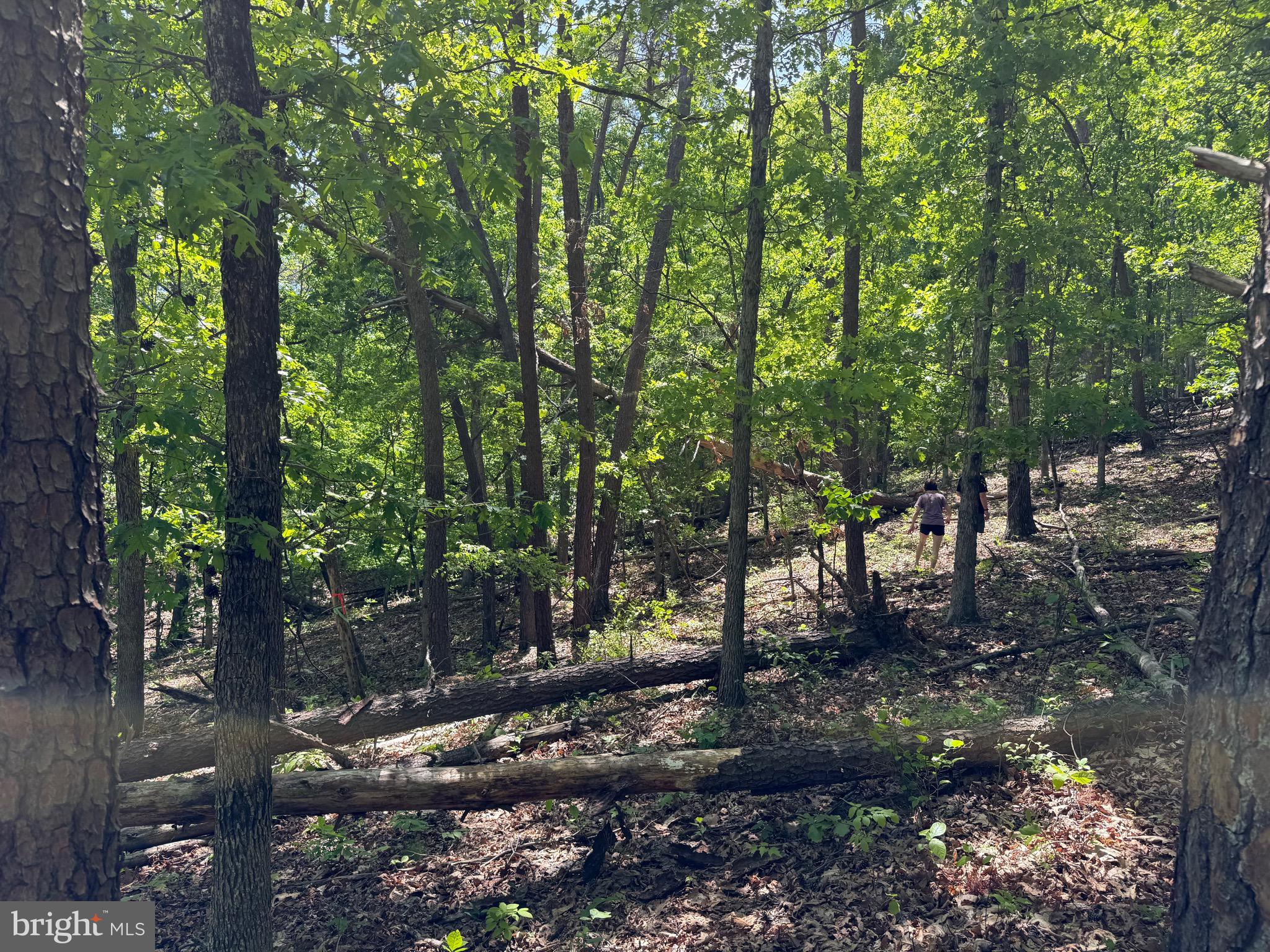 Winchester Grade Road Berkeley Springs, WV 25411 - Photo 11 of 13 a backyard of a house with lots of green space