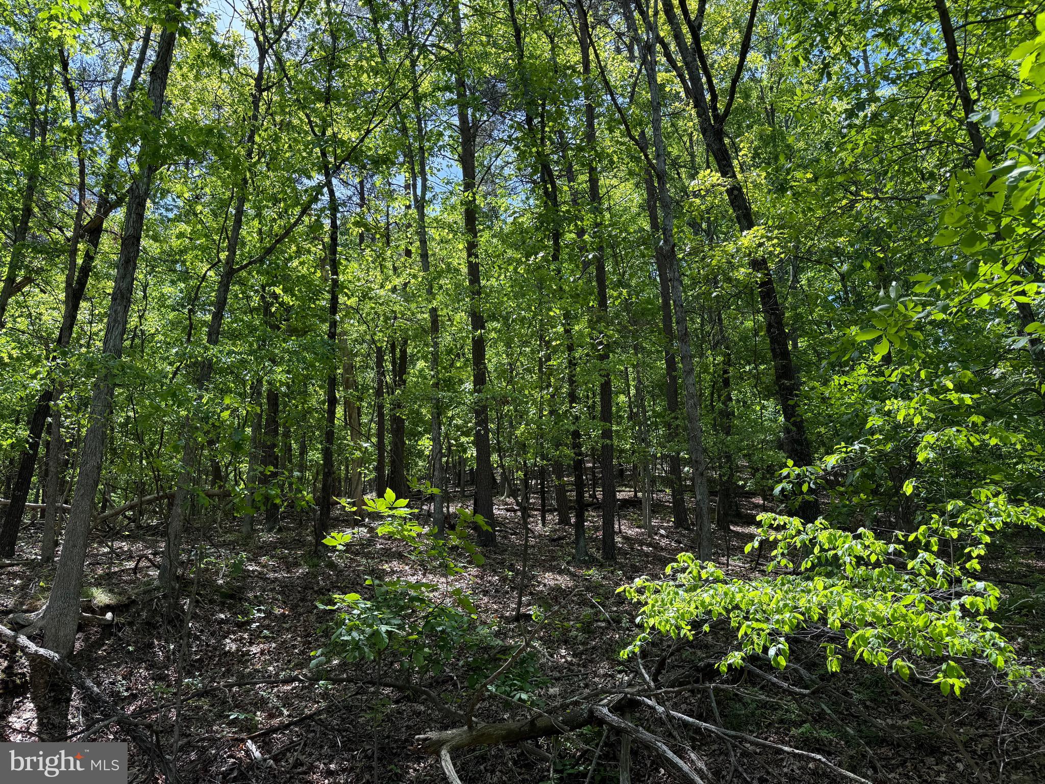 Winchester Grade Road Berkeley Springs, WV 25411 - Photo 6 of 13 a view of a garden
