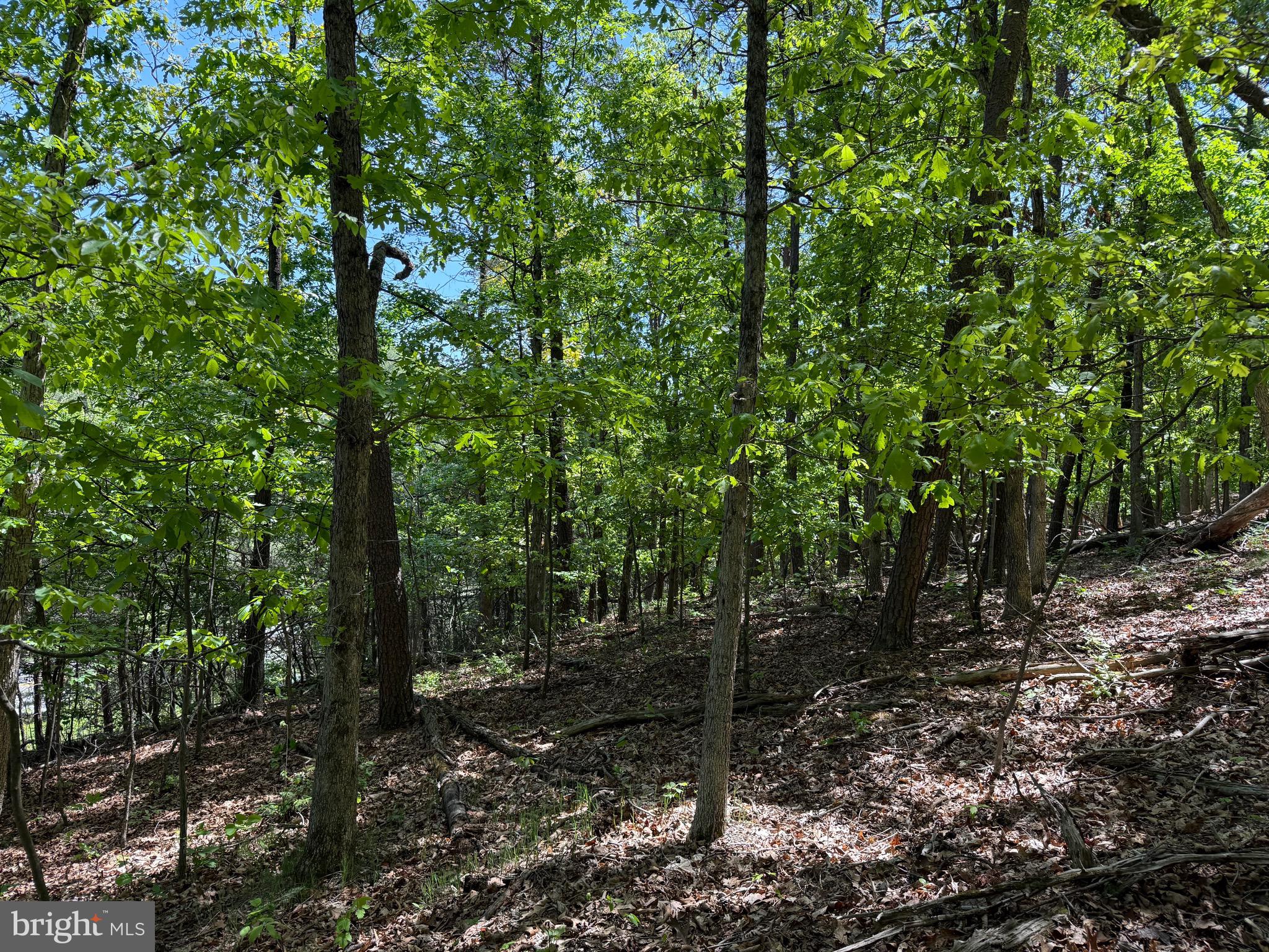 Winchester Grade Road Berkeley Springs, WV 25411 - Photo 8 of 13 a view of a forest with trees in the background