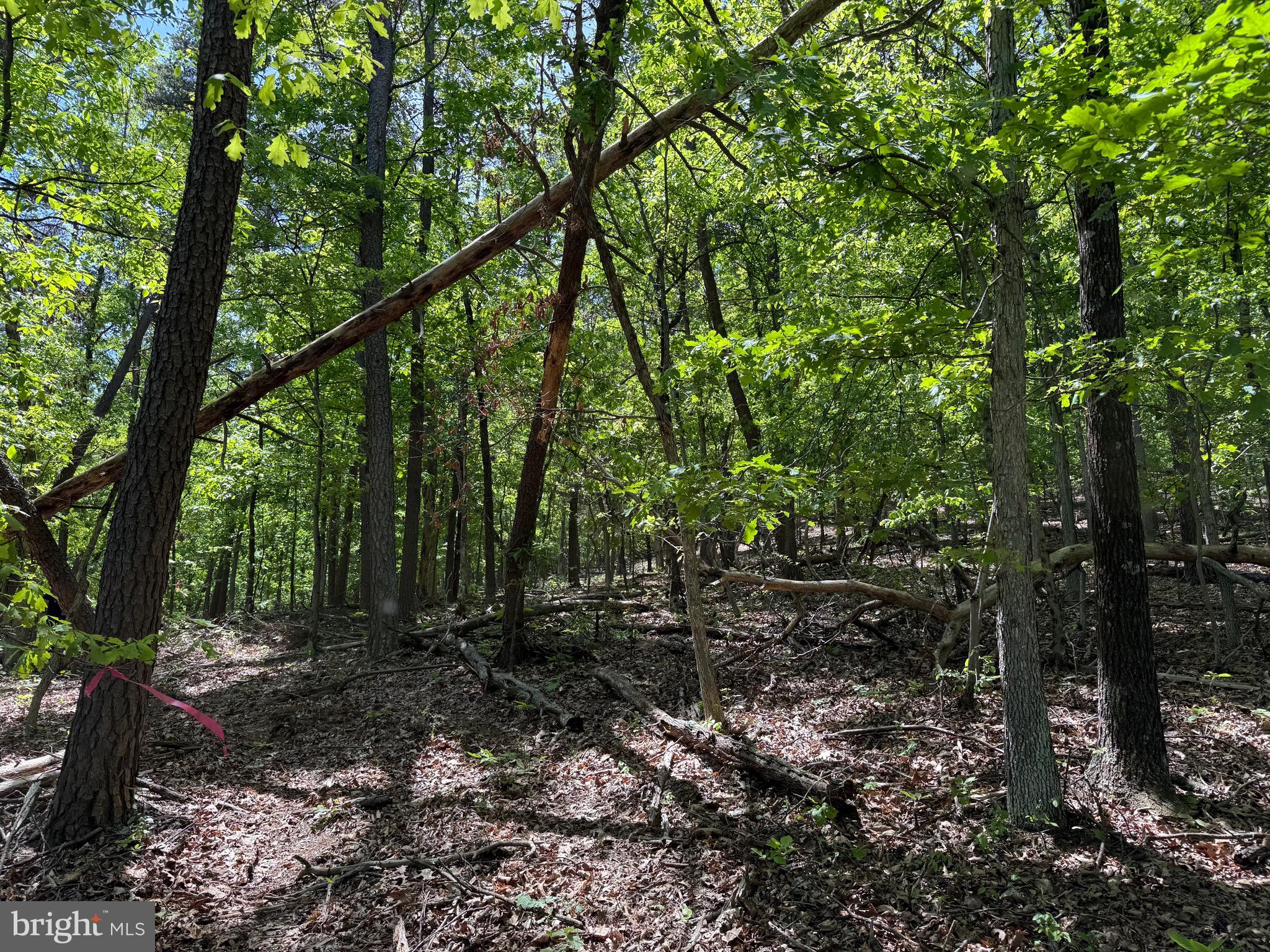 Winchester Grade Road Berkeley Springs, WV 25411 - Photo 9 of 13 a view of forest