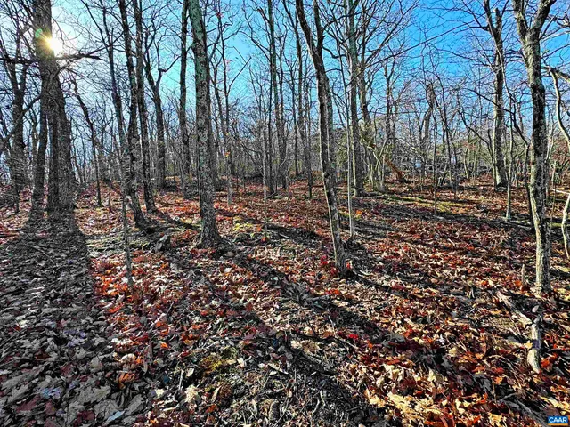 a view of a forest with trees