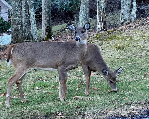 $15,000 | 0 Flame Azalea Lane, Unit 93, Mars Hill, NC 28754
