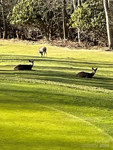 $15,000 | 0 Flame Azalea Lane, Unit 93, Mars Hill, NC 28754