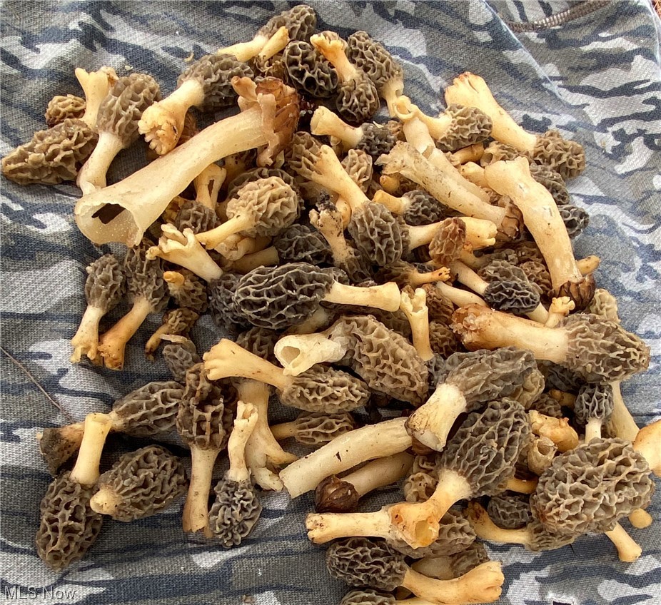 Morel mushrooms