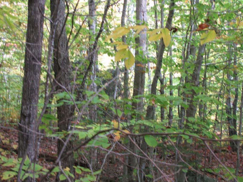 0 Basin Carthage, ME 04224 - Photo 22 of 29 Photo