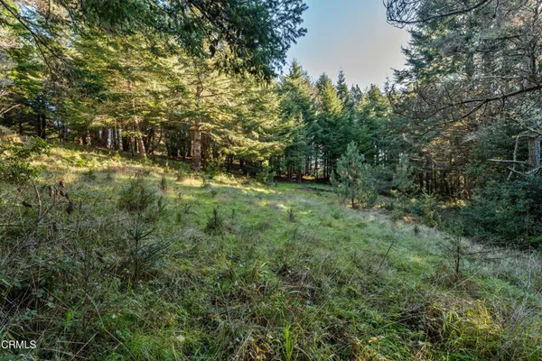 a view of a park with large trees