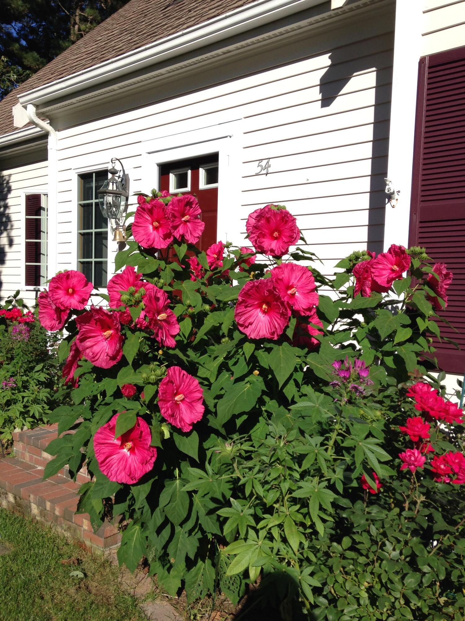 54 Roosevelt Road Cotuit, MA 02635 - Photo 44 of 45 IMG_0707