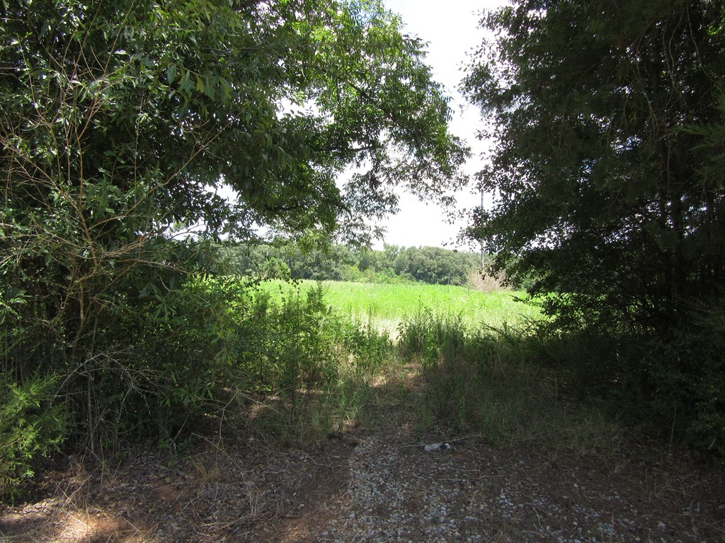 0 Eudon Best Road Ashford, AL 36312 - Photo 5 of 9 Gallery Image 5