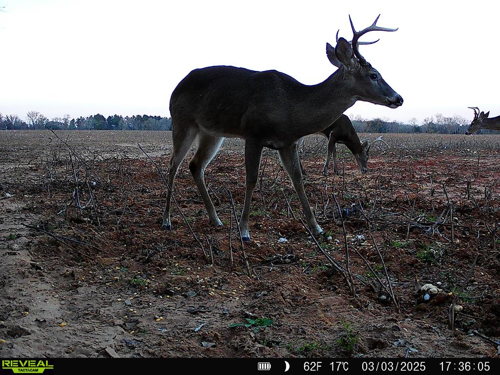 0 Macedonia Ch Road Columbia, AL 36319 - Photo 40 of 61
