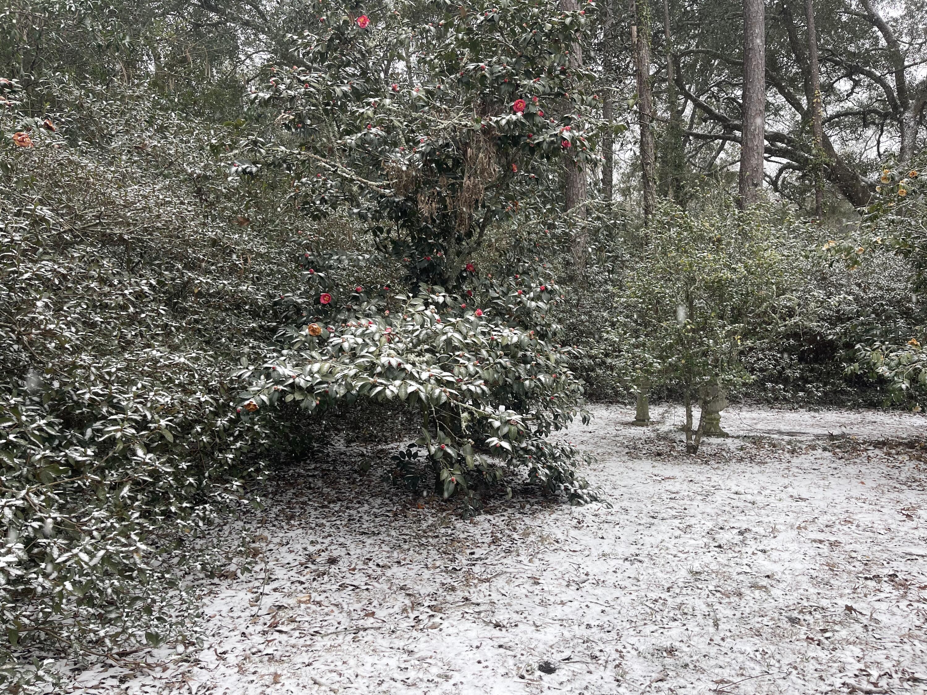 704 Carn Street Walterboro, SC 29488 - Photo 37 of 49 IMG_9363