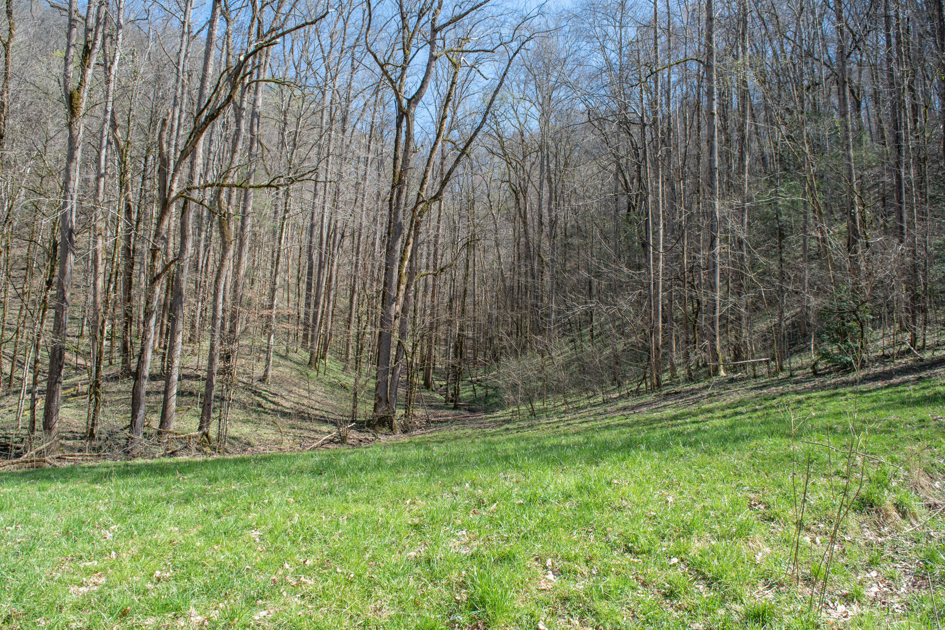 608 Wears Valley Road Townsend, TN 37882 - Photo 8 of 30 608 Wears Valley LQ-7