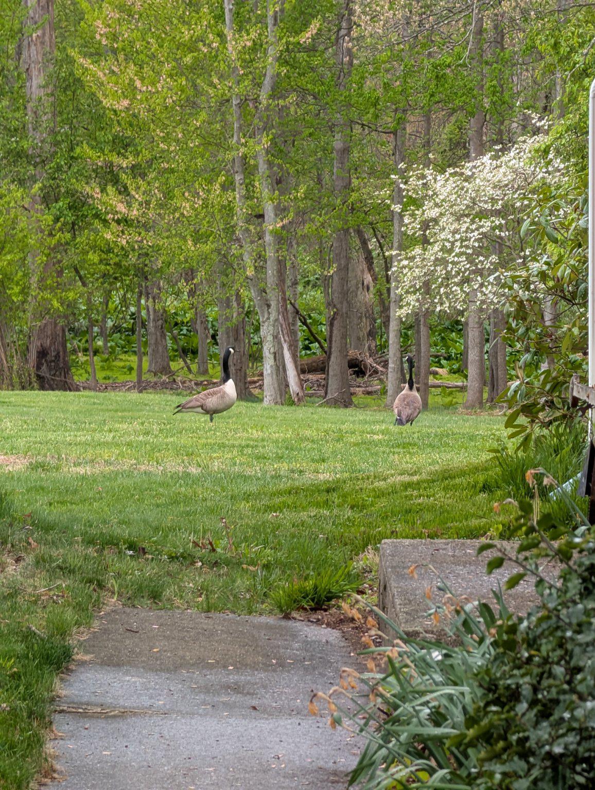 5838 Oklahoma Road Sykesville, MD 21784 - Photo 70 of 72 Meet your neighbors as they visit from the pond