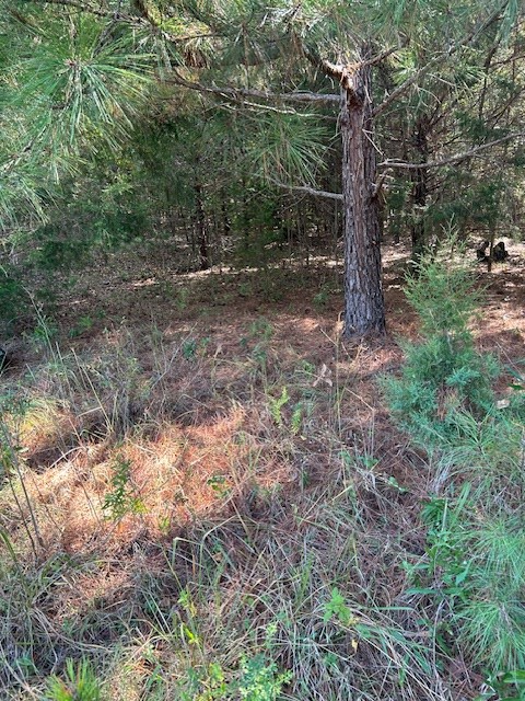 0 Lot 7 Catfish Cove Road Waterloo, SC 29384 - Photo 8 of 20 Gallery Image 8