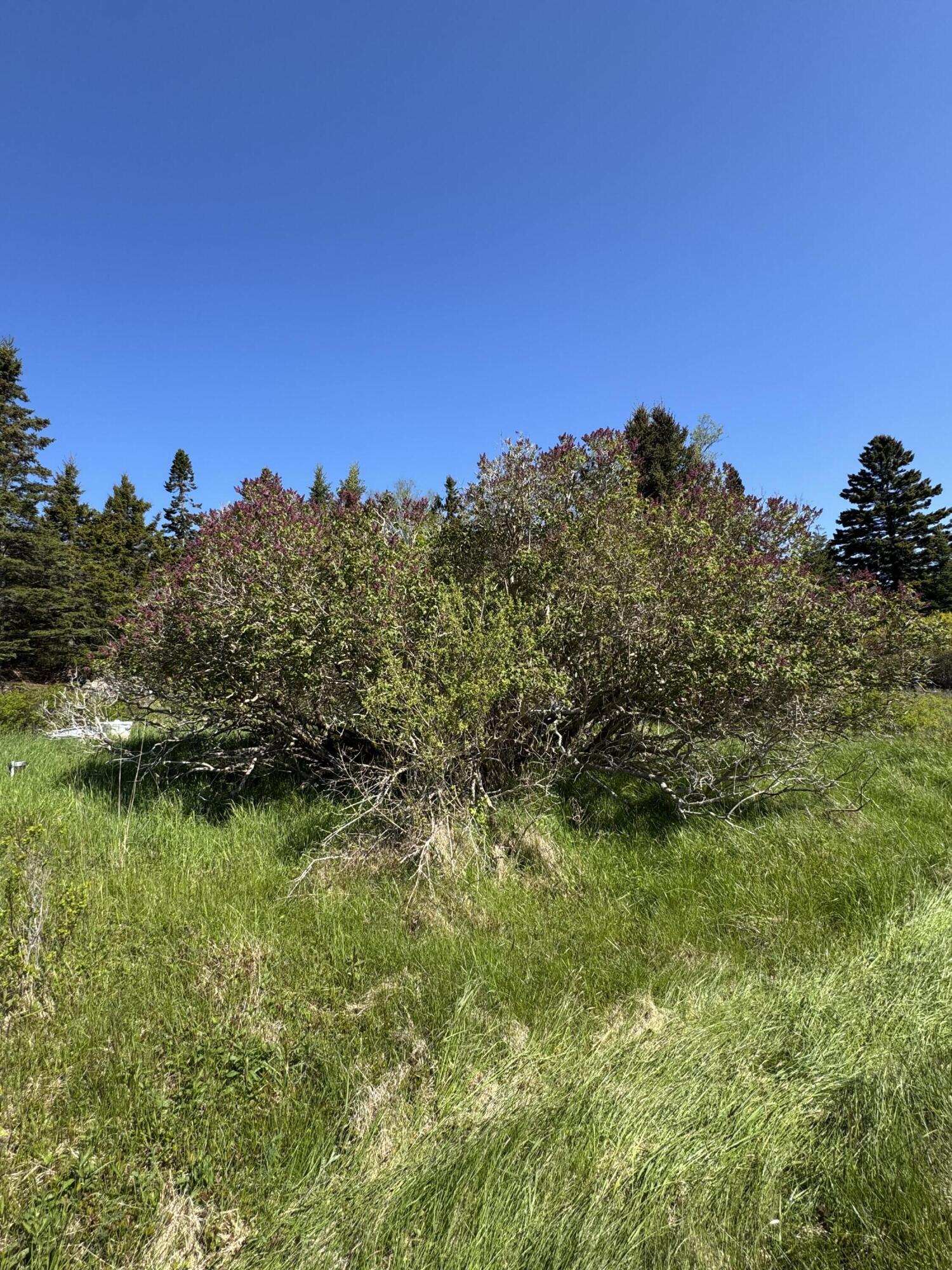Lot #5 George Wright Road Vinalhaven, ME 04863 - Photo 20 of 28 IMG_8317