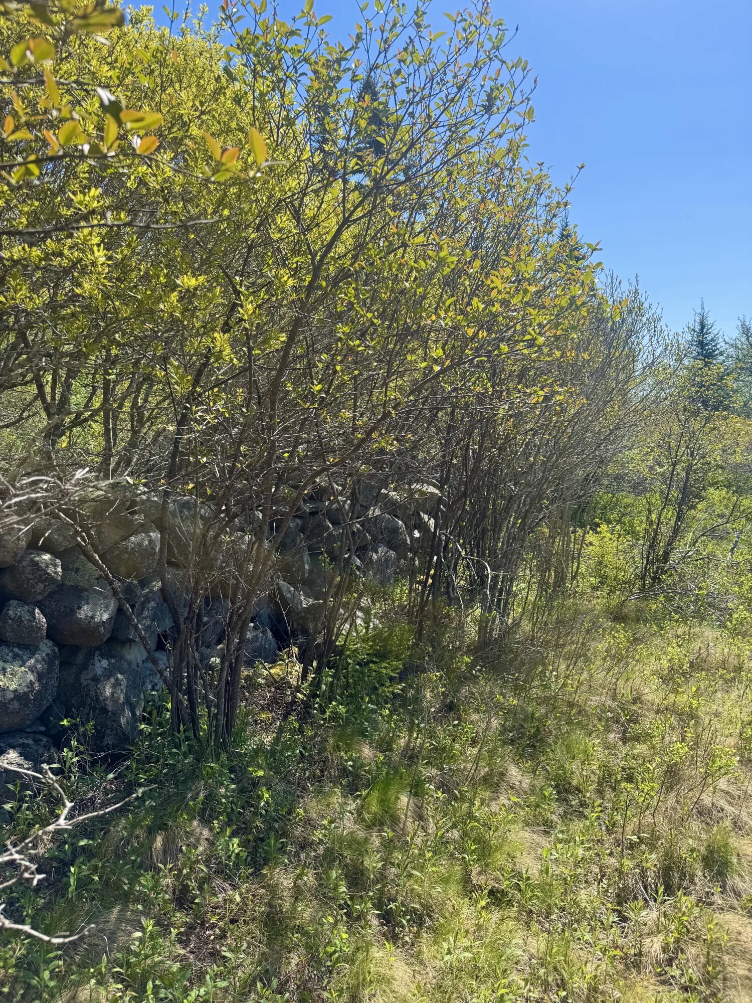 Lot #5 George Wright Road Vinalhaven, ME 04863 - Photo 23 of 28 IMG_8322