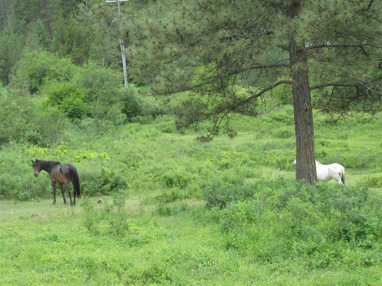 474 B Mumau Road Colville, WA 99114 - Photo 4 of 20