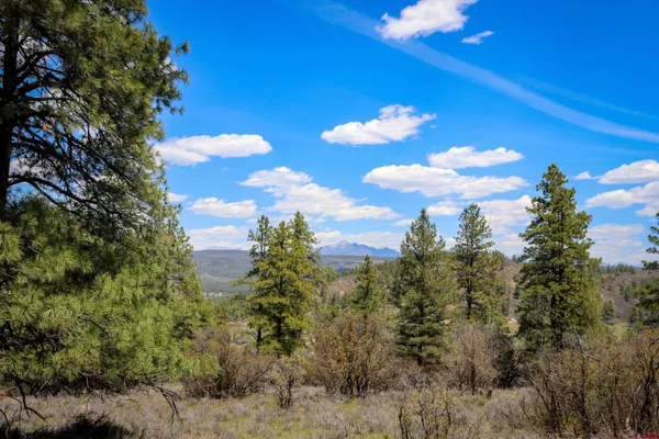 a view of a bunch of trees in a yard