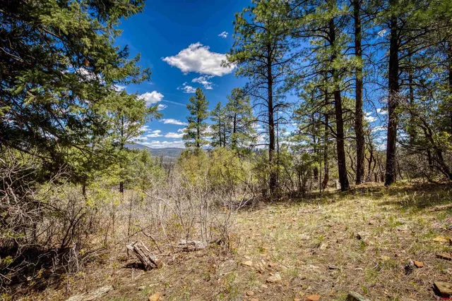 a view of a tree in a yard