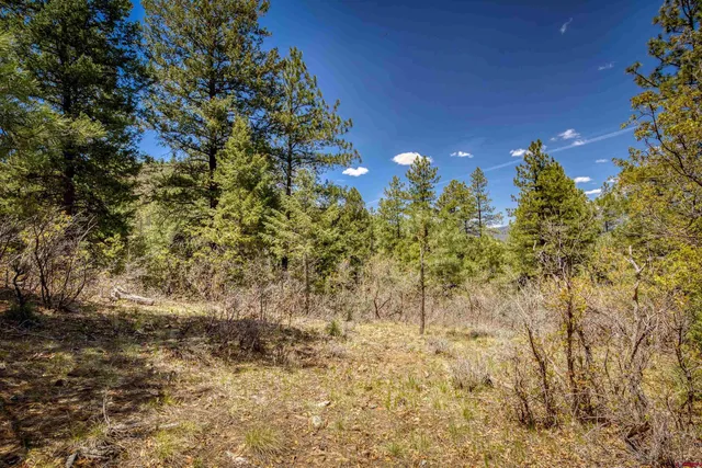 a view of a flower garden