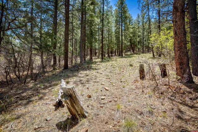 a view of a yard with trees