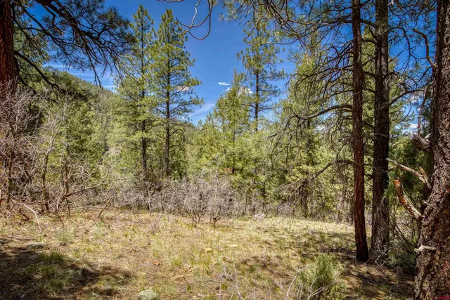 a view of a yard with lots of bushes