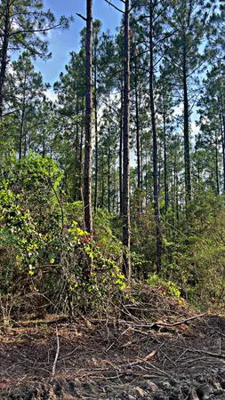 a view of outdoor space and a yard
