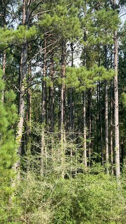 a bunch of trees