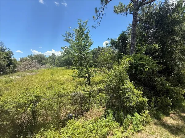 a view of a field with a tree