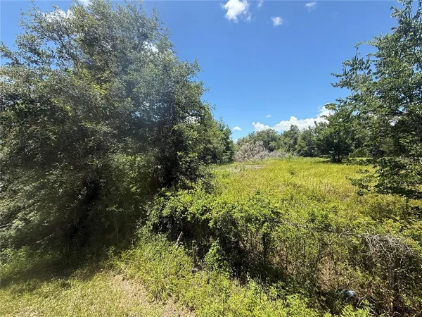 a view of a yard with plants and large trees