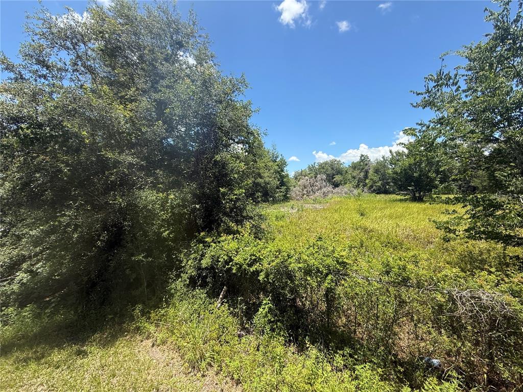 0 Goolsby Street Webster, FL 33597 - Photo 3 of 13 a view of a yard with plants and large trees